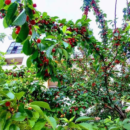 Marina Cape Vacation Complex 4* رافدا